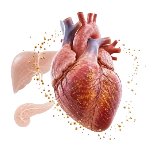Lupus (SLE) dan Jantung: Gejala Dada, Sesak, dan Tanda Bahaya Penting