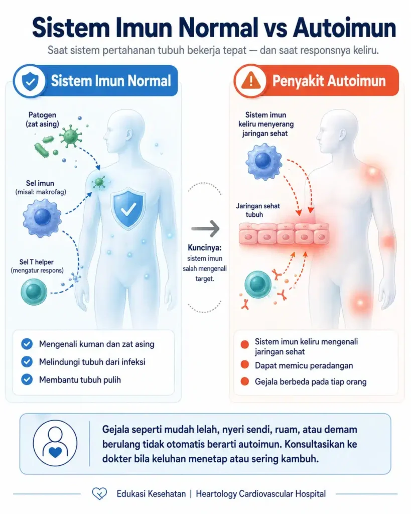 Infografis medis berbahasa Indonesia tentang perbedaan sistem imun normal vs autoimun, menampilkan perbandingan cara sistem imun melindungi tubuh dari infeksi dan bagaimana respons autoimun dapat memicu peradangan pada jaringan sehat.