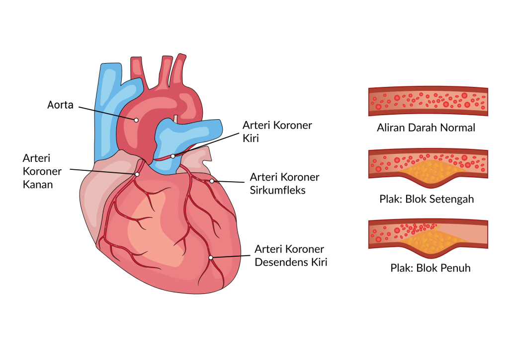 Anatomi dan fungsi arteri koroner jantung