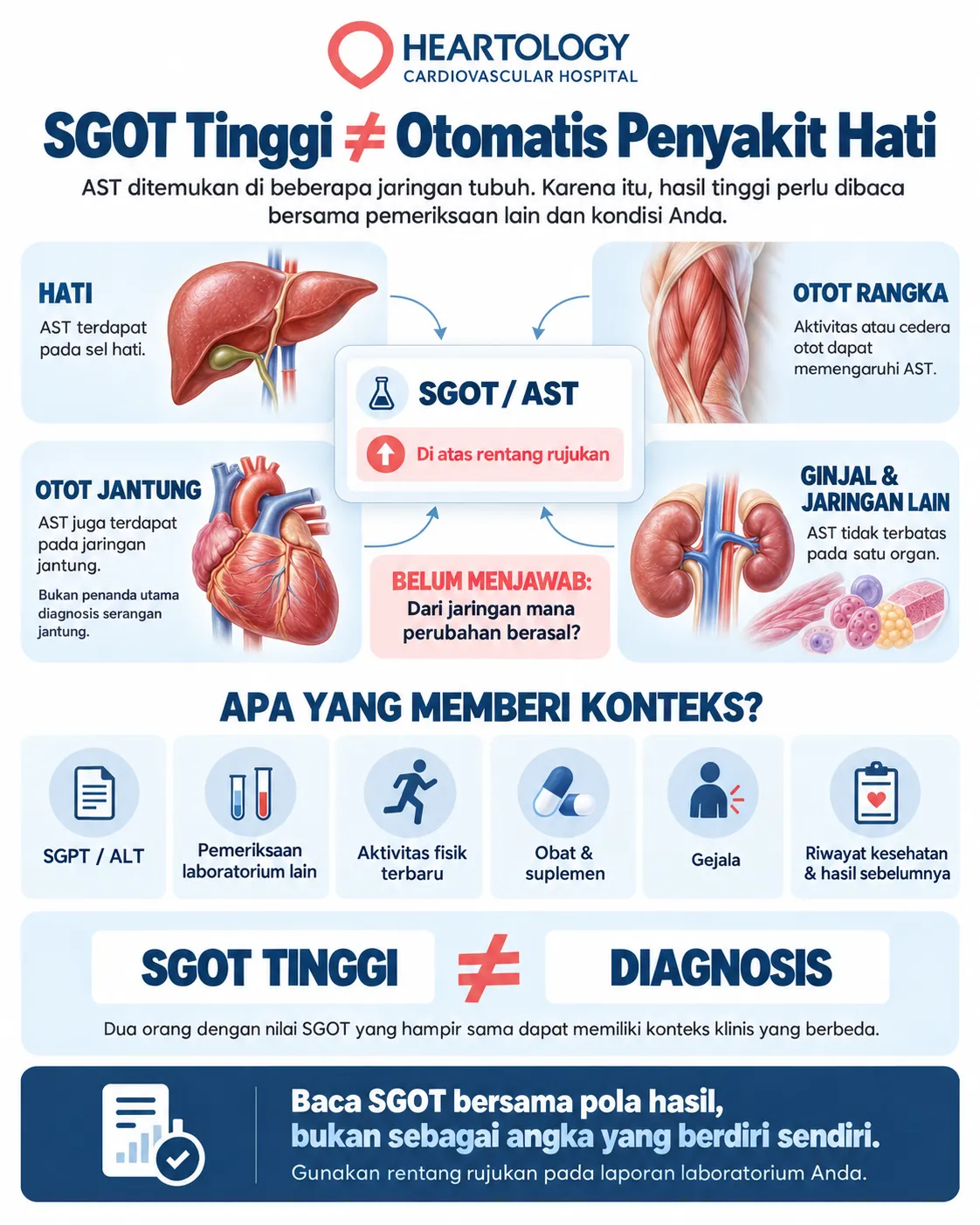 Infografik tentang SGOT atau AST tinggi yang menunjukkan bahwa AST berasal dari beberapa jaringan, termasuk hati, otot rangka, otot jantung, ginjal, dan jaringan lain, serta menekankan bahwa hasil SGOT tinggi bukan diagnosis dan perlu diinterpretasikan bersama hasil pemeriksaan lain.