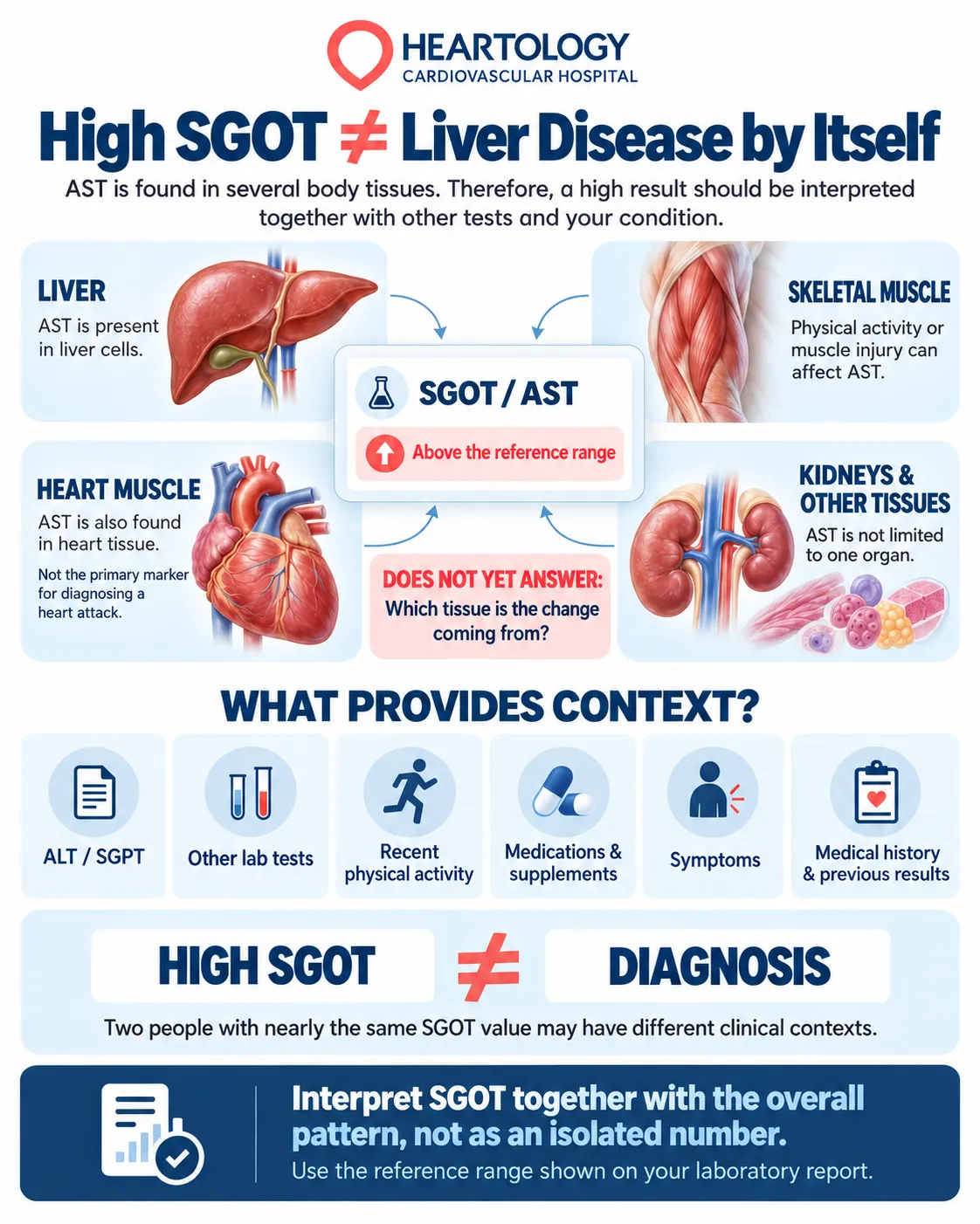Medical infographic explaining why high SGOT (AST) levels do not always indicate liver disease, showing potential tissue sources and factors needed to interpret elevated AST results.