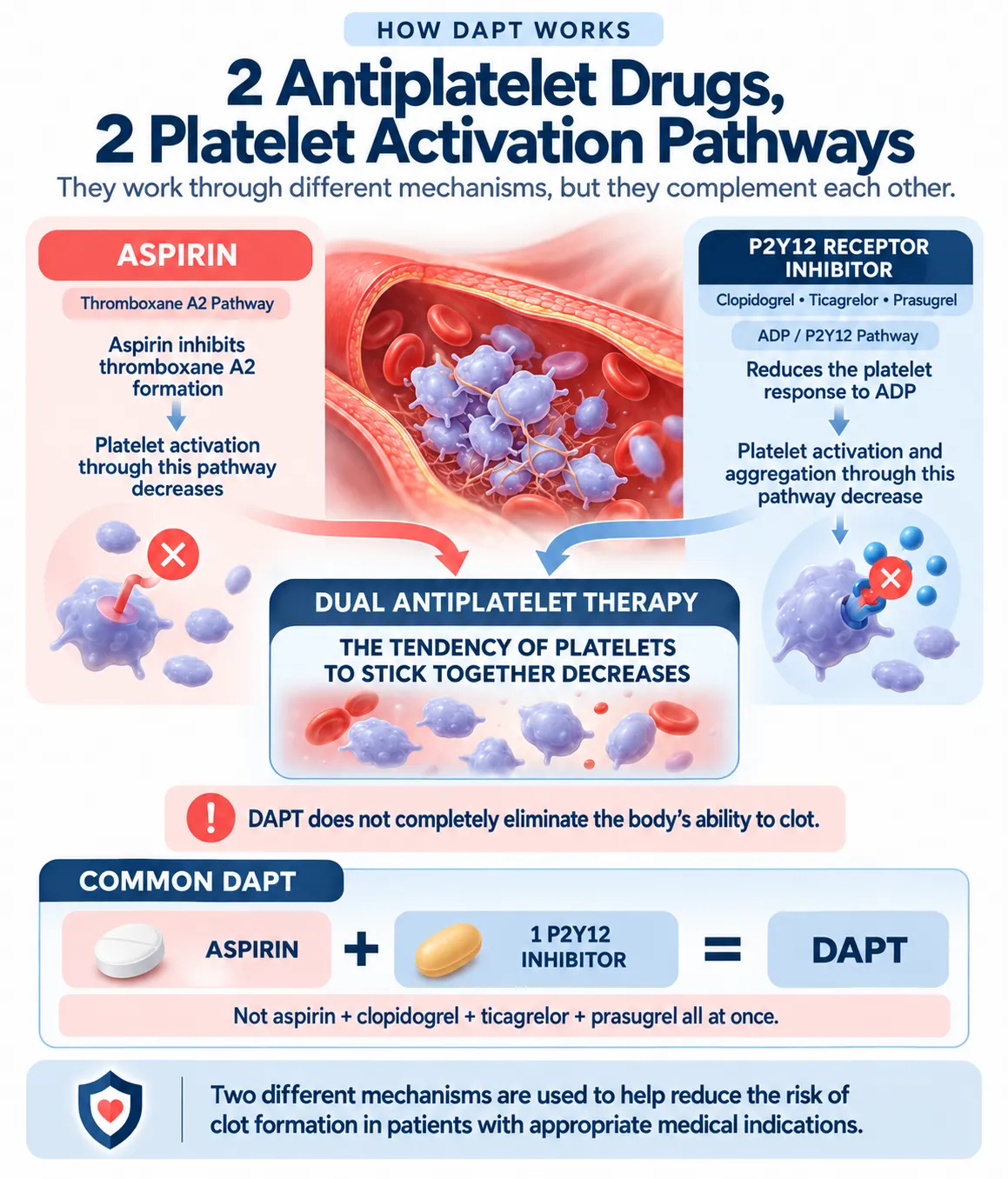 DAPT mechanism infographic showing aspirin and one P2Y12 receptor inhibitor acting on different platelet pathways to reduce platelet activation and aggregation.