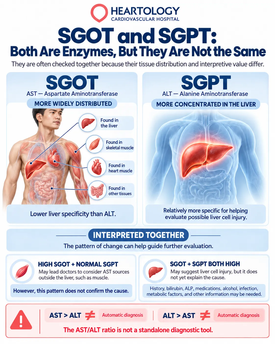 Medical infographic comparing SGOT (AST) and SGPT (ALT), illustrating their tissue distribution, differences in liver specificity, and how elevated enzyme levels are interpreted together to assess possible liver injury.